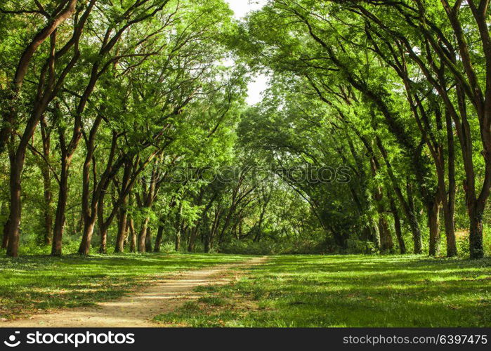 Fairytale forest landscape - old acaciatrees stretch to the sun, they formed an arch. Fairytale forest landscape