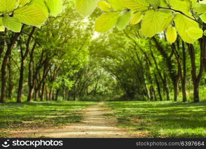 Fairytale forest landscape - old acaciatrees stretch to the sun, they formed an arch. Fairytale forest landscape