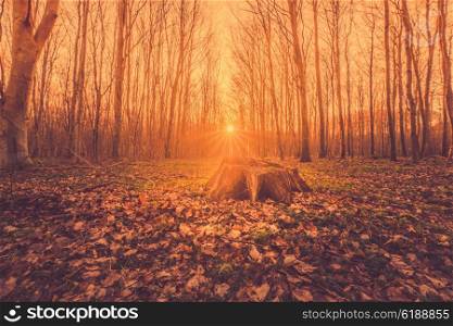 Fairytale sunrise in a forest with a tree stump