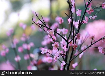 fake cherry blossoms with branch,beautiful fake cherry blossoms flower as a floral background