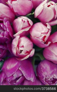 fake tulips, floral background