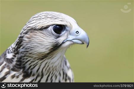 Falco cherrug, saker falcon on a green background.