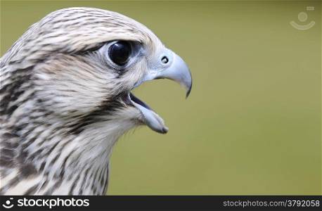 Falco cherrug, saker falcon on a green background.