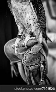 Falcon falconry, detail of a trained raptor aver, animal dangerous carnivore