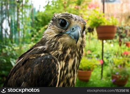 Falcon portrait close up. Birds of prey in nature.