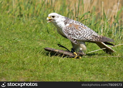 falcon with prey