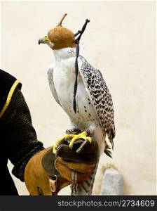 falconry falcon rapacious bird in glove hand leather blind hood