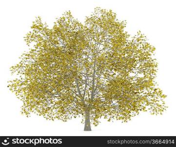 fall american beech tree isolated on white background