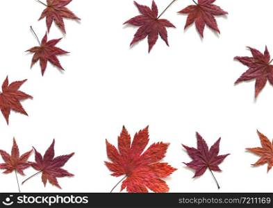 Fall and autumn leaves isolated on a white background.