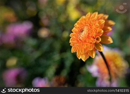 Fall aster in bright orange, blurry background