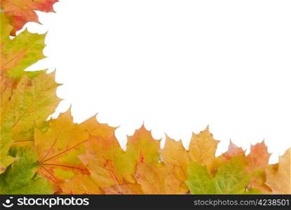 Fall autumn leaves on white background - isolated