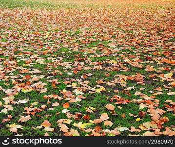 Fall autumn season in the forest