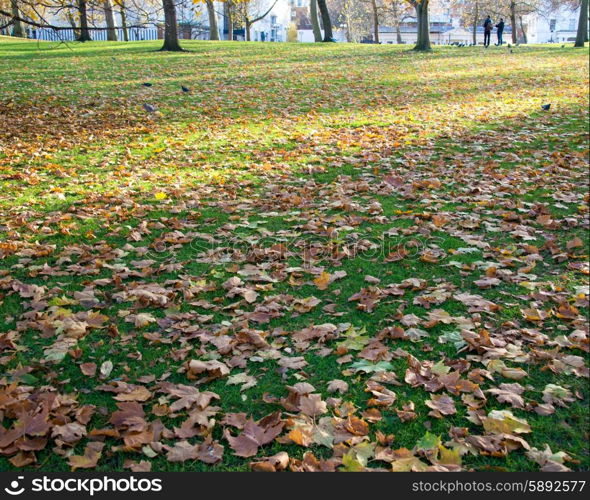 Fall autumn season in the forest