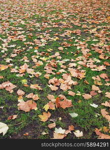 Fall autumn season in the forest