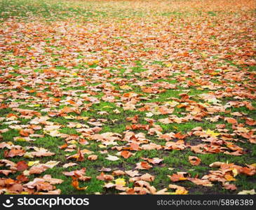 Fall autumn season in the forest