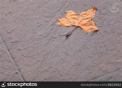 Fall autumn symbol. Single autumnal wet maple leaf on ground.