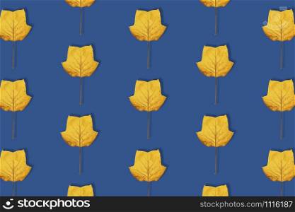 Fall bacground, yellow magnolia leaves pattern on deep blue background. Magnolia leaf isolated. Minimal concept. Top view, flat lay. Trendy banner toned in classic blue - color of the 2020 year.. Fall bacground, yellow magnolia leaves pattern on deep blue background. Magnolia leaf isolated.
