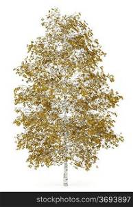fall birch tree isolated on white background