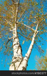 Fall birch with blue sky.