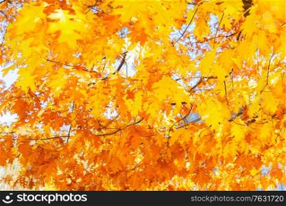 fall bright yellow oak leaves bokeh background with sun beams. fall maple leaves