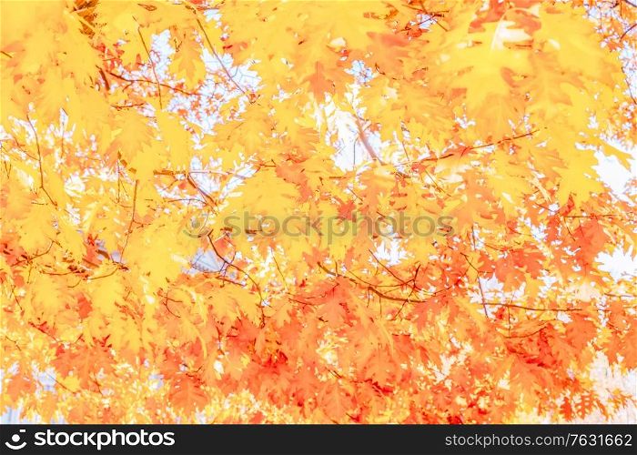 fall bright yellow oak leaves bokeh background with sun beams, retro toned. fall maple leaves