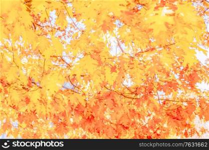 fall bright yellow oak leaves bokeh background with sun beams, retro toned. fall maple leaves