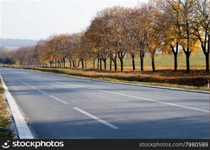 fall, bright yellow trees along the route, a subject seasons and the nature