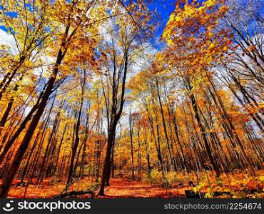 Fall color of a woodland trail