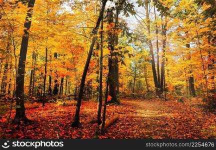 Fall color of a woodland trail