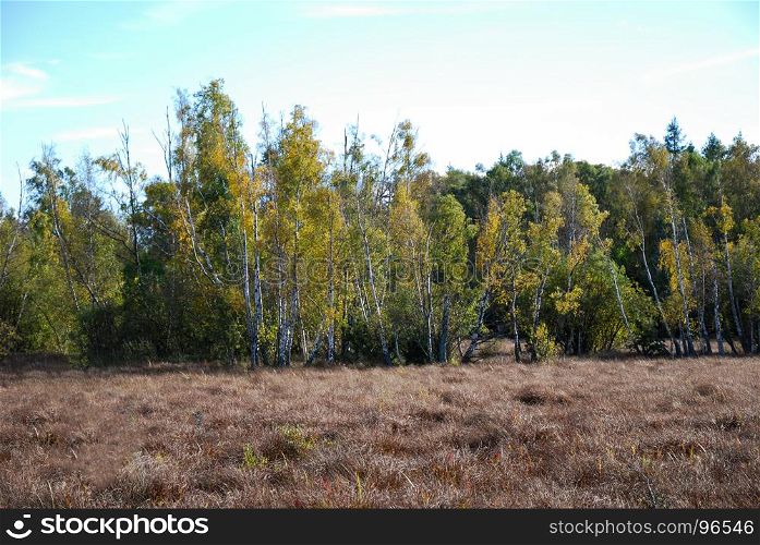 Fall colored birch trees in a sunlit wetland