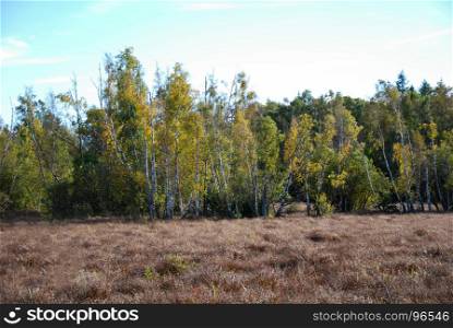 Fall colored birch trees in a sunlit wetland