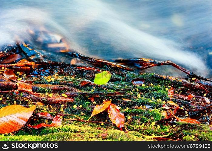 fall colored leaf resting on a moss covered rock with water flowing around it