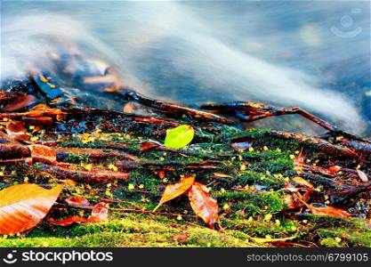 fall colored leaf resting on a moss covered rock with water flowing around it
