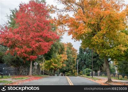 Fall colors brighten up this street in Burien, Washington.