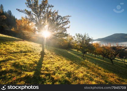 Fall colors garden at sunny morning