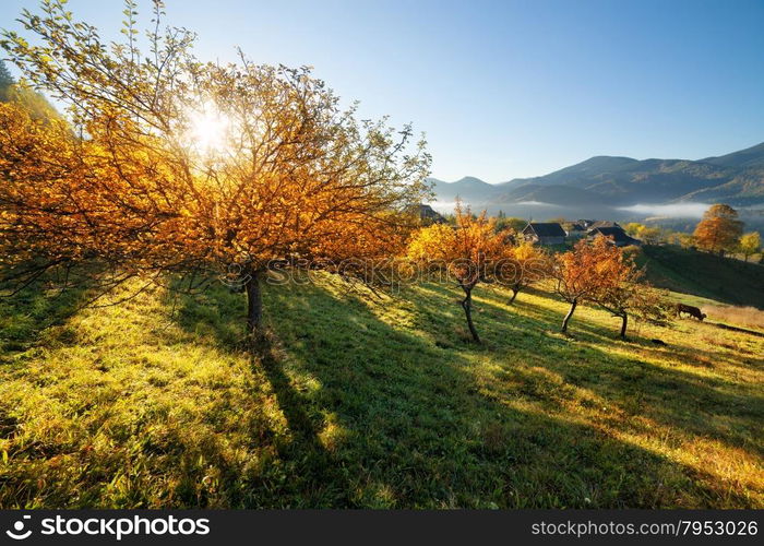 Fall colors garden at sunny morning