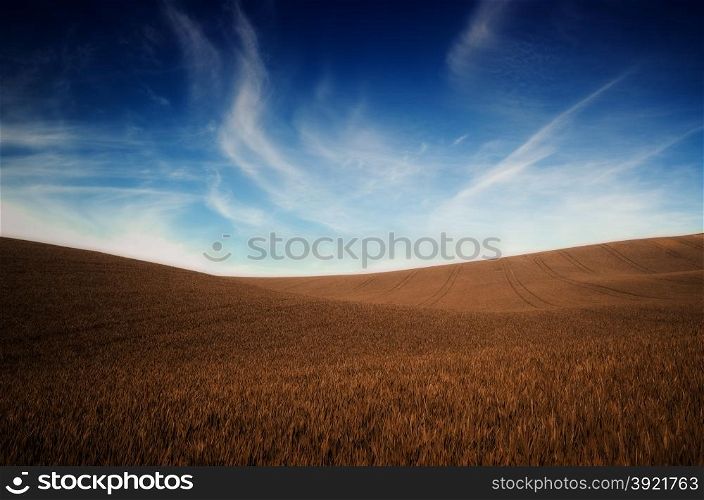 Fall colors grass and blue sky background