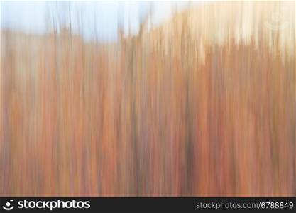 Fall colors in Colorado - nature motion blur abstract created with a camera intentional movement