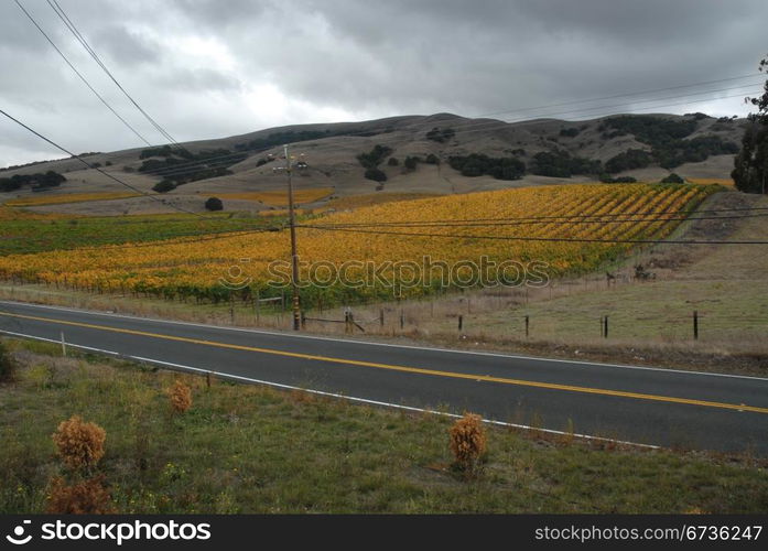 Fall colors in the vineyard, Sonoma, California