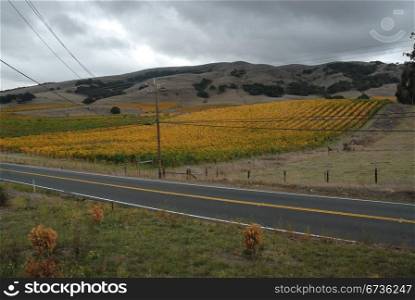 Fall colors in the vineyard, Sonoma, California