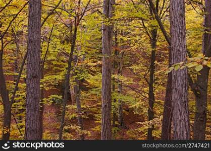 Fall colors of the forest