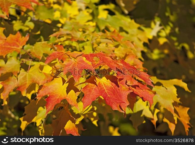 Fall colors. Sugar maple tree in Fall - focus on color changing leaves