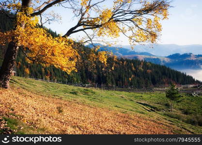 Fall colors tree