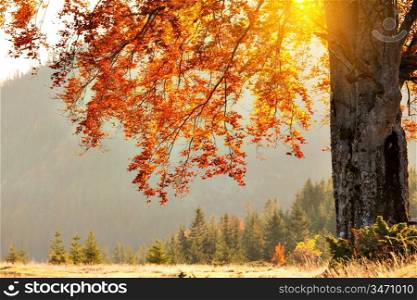 fall colors tree at sunny day