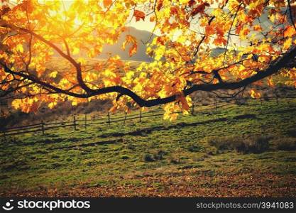 Fall colors tree at sunny day
