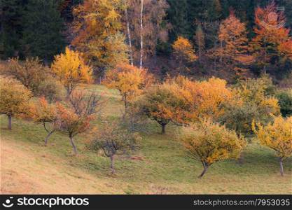 Fall colors trees