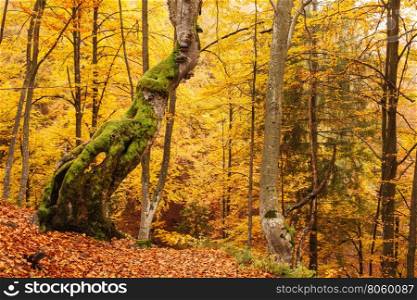 Fall colors woodland