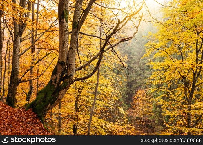 Fall colors woodland