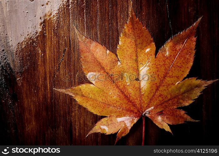 fall concept, selective focus center of image, special toned photo f/x