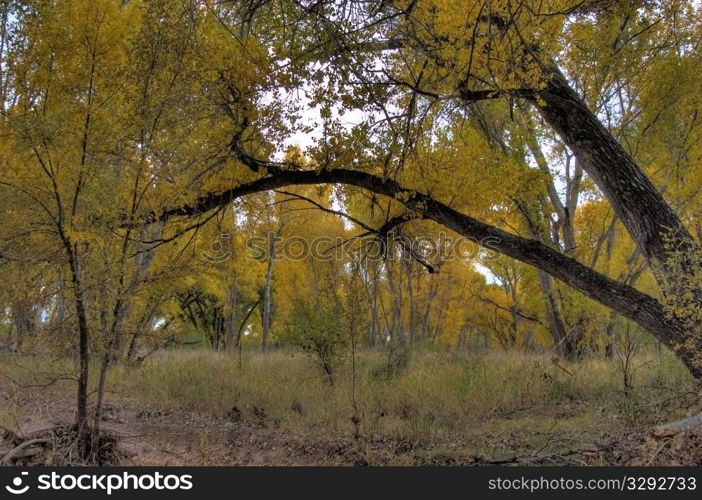 Fall Cottonwood